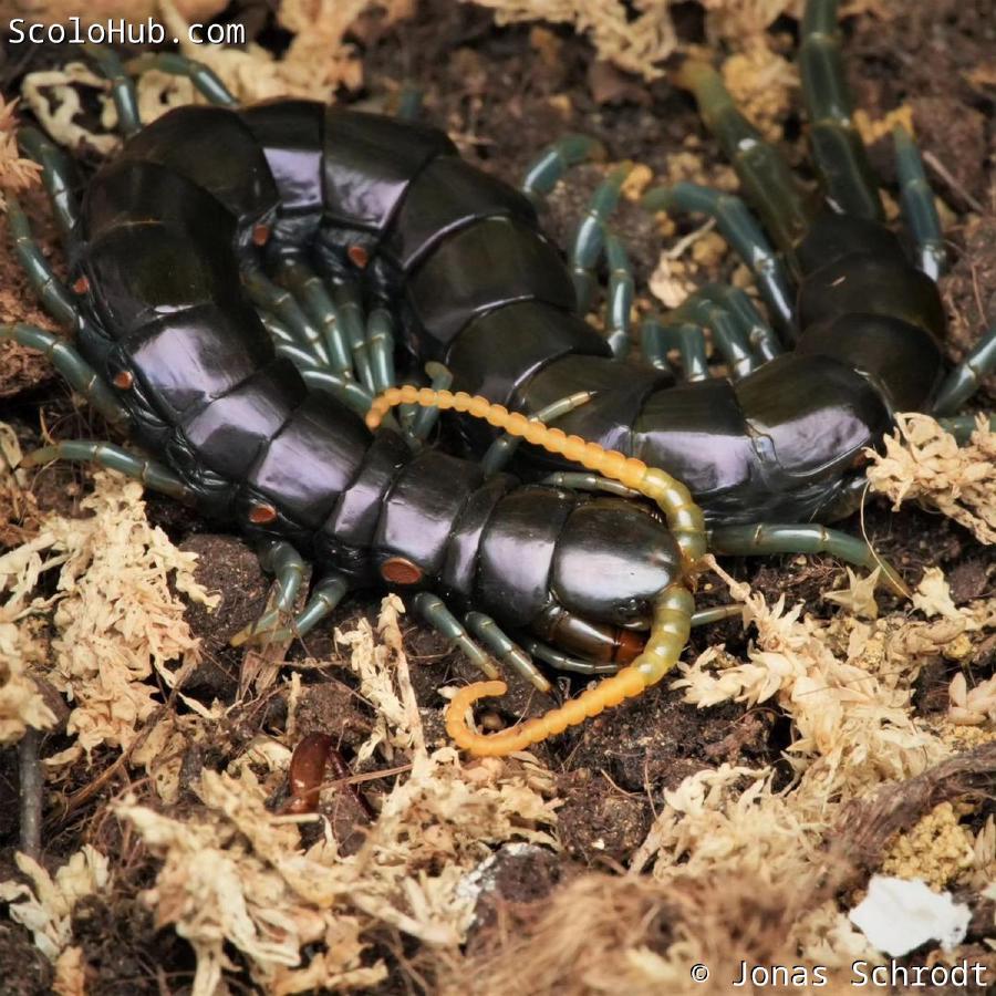 Ethmostigmus sp. "Borneo Blue"