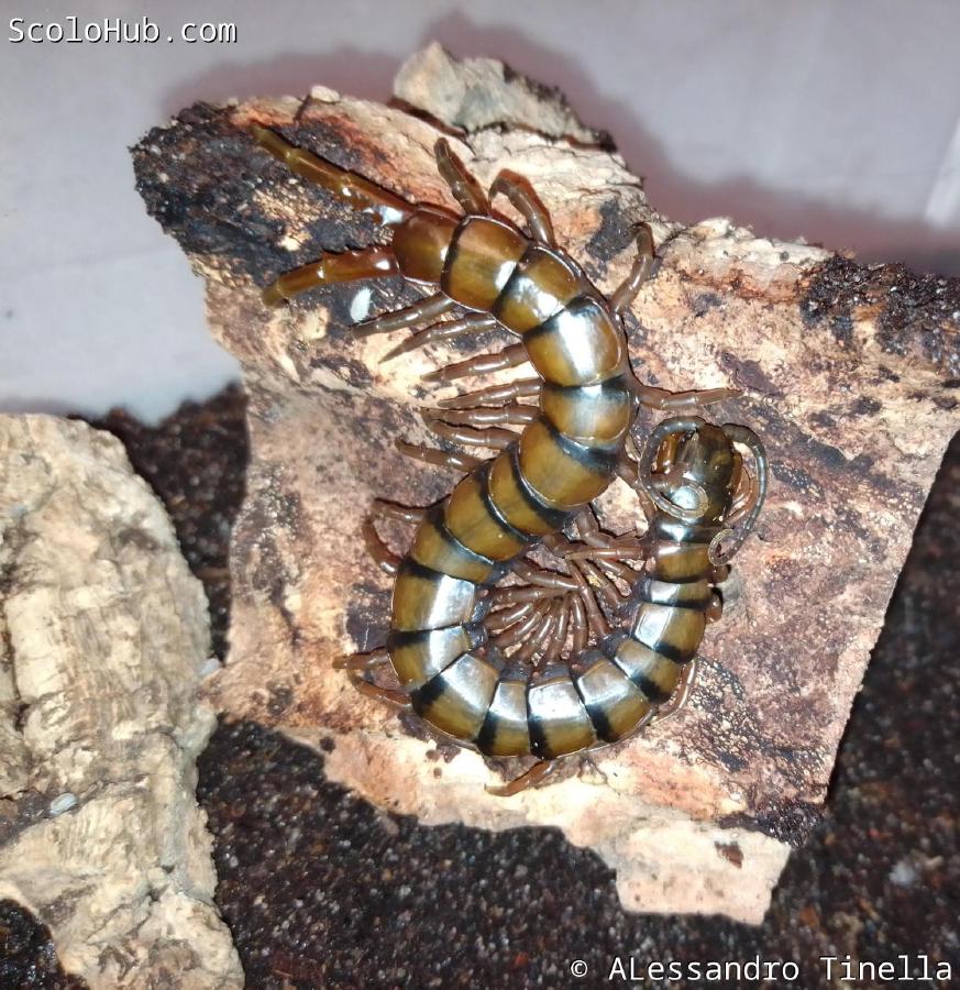 Ethmostigmus trigonopodus