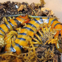 Scolopendra alternans sp Haiti