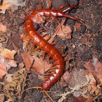 Scolopendra alternans "Red giant"