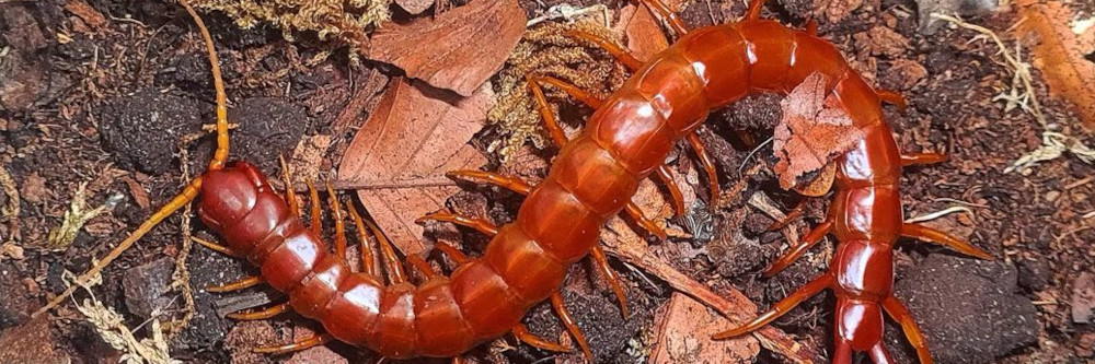 Scolopendra alternans "Red giant"