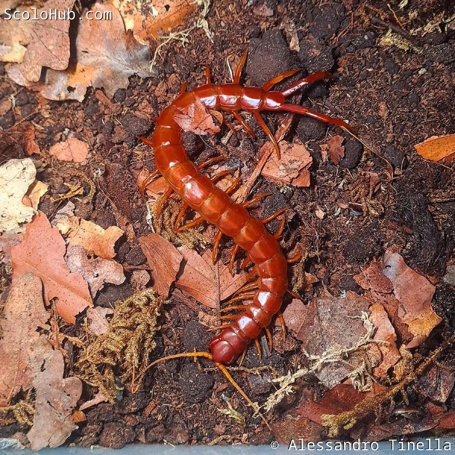 Scolopendra alternans "Red giant"