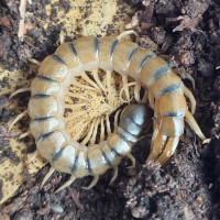 Scolopendra cingulata