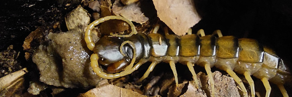 Scolopendra cingulata