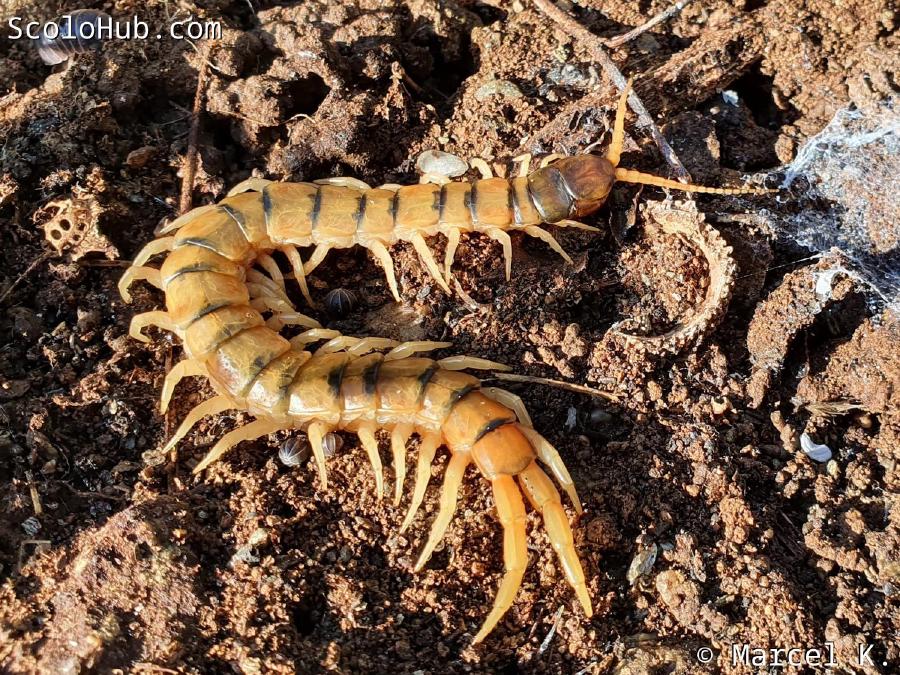 Scolopendra cingulata