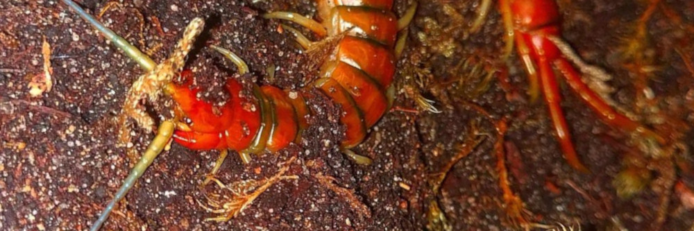 Scolopendra cubensis