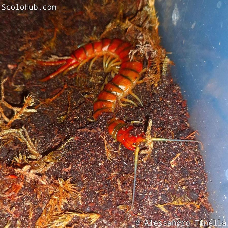 Scolopendra cubensis