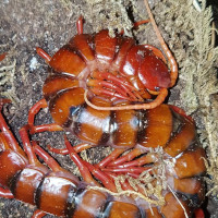 Scolopendra dehaani "Cherry Red"