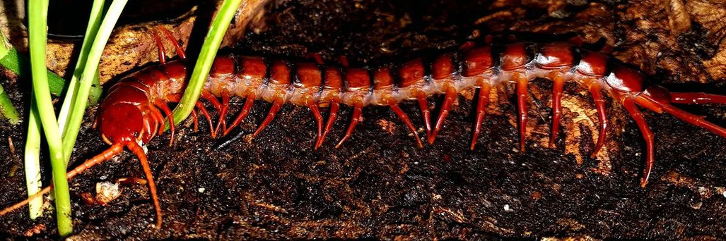 Scolopendra dehaani "Cherry Red"