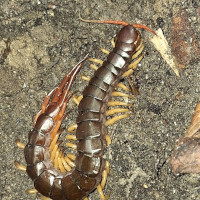 Scolopendra dehaani