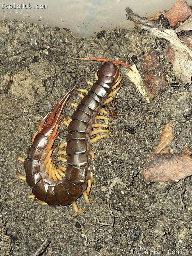 Scolopendra dehaani