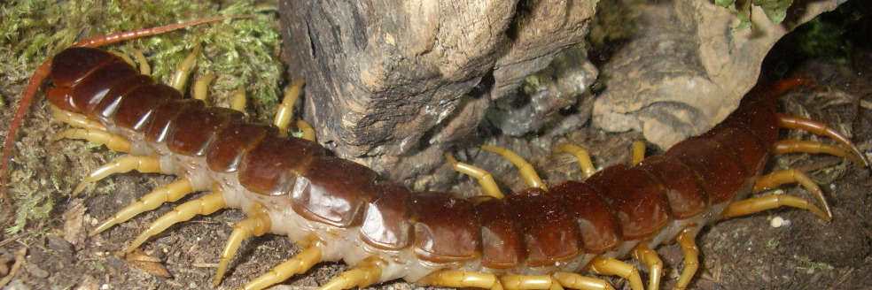 Scolopendra dehaani "Yellow Leg"