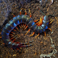 Scolopendra galapagoensis