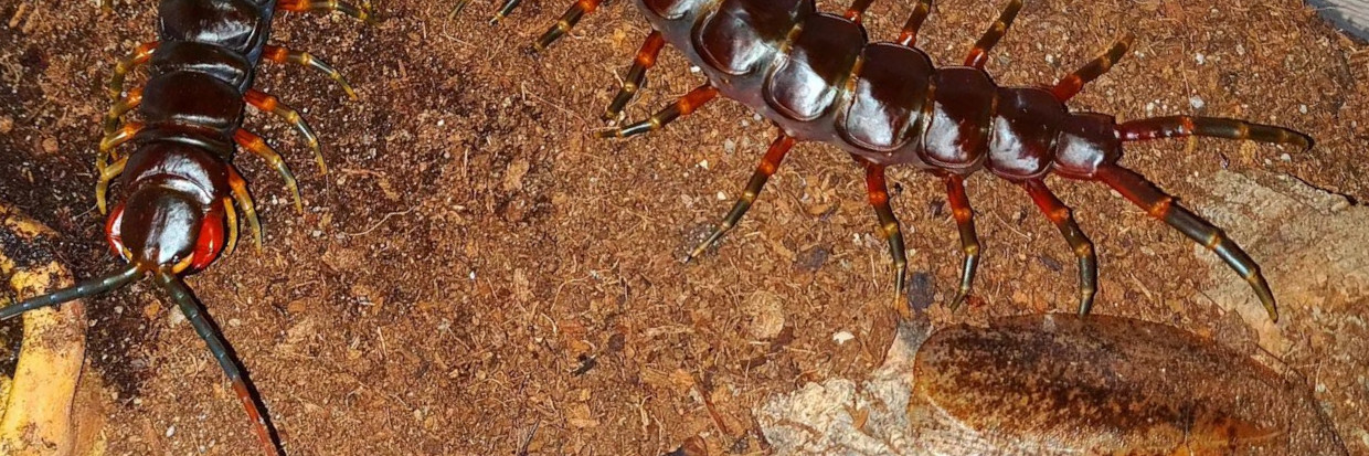 Scolopendra galapagoensis