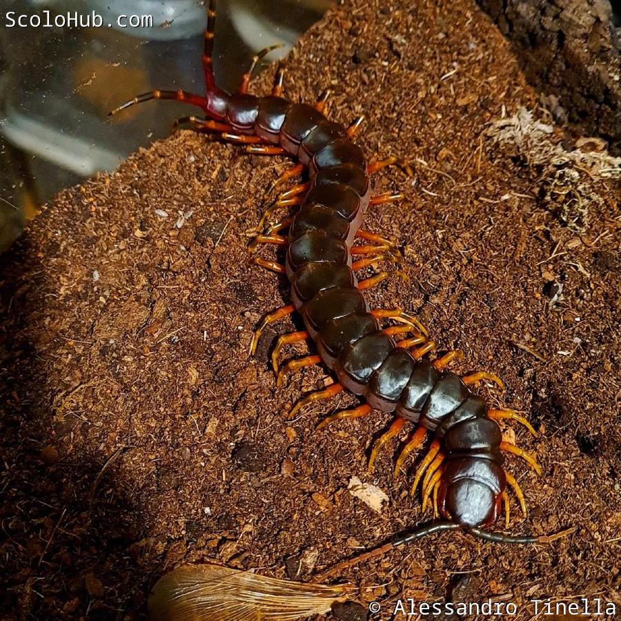 Scolopendra galapagoensis