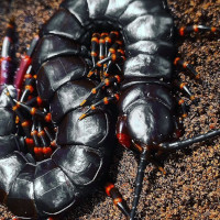 Scolopendra gigantea