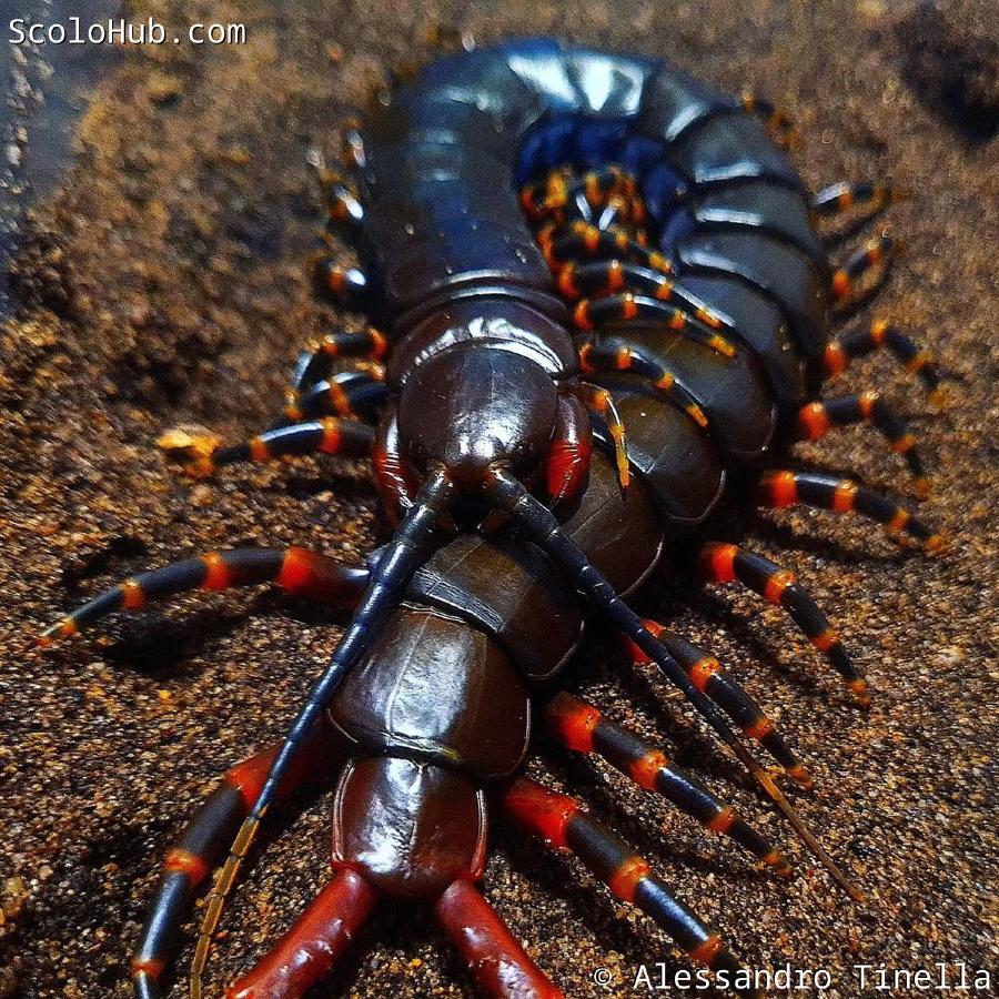 Scolopendra gigantea