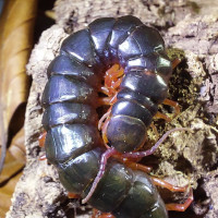 Scolopendra gracillima