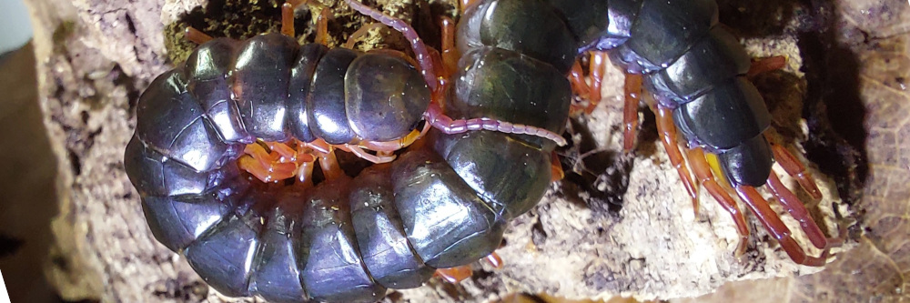 Scolopendra gracillima