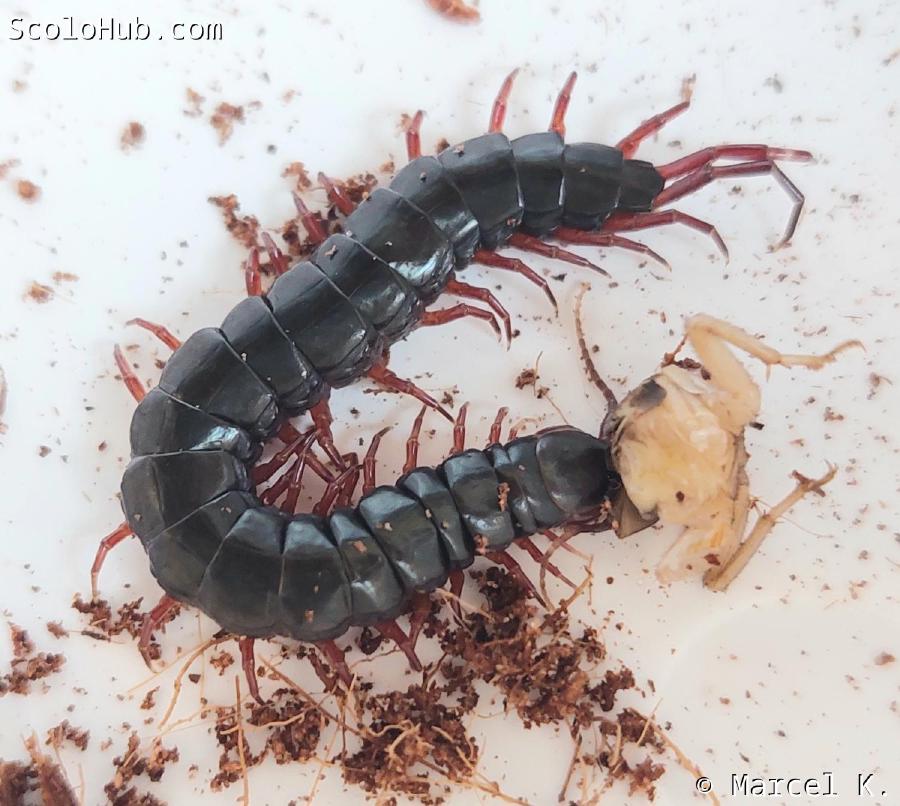 Scolopendra gracillima