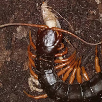 Scolopendra hainanum