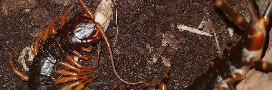 Scolopendra hainanum