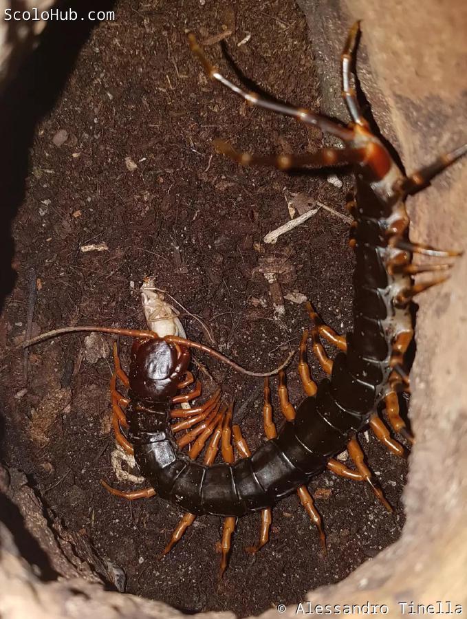 Scolopendra hainanum