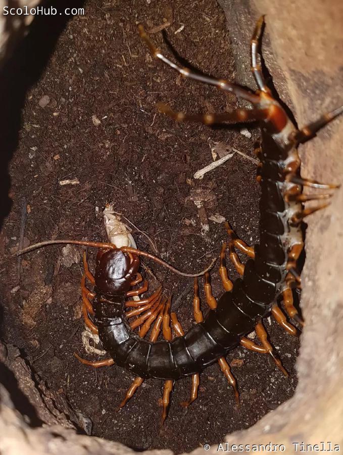 Scolopendra hainanum