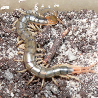 Scolopendra subspinipes "mutilans"