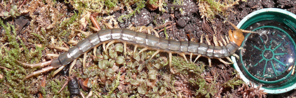 Scolopendra subspinipes "mutilans"