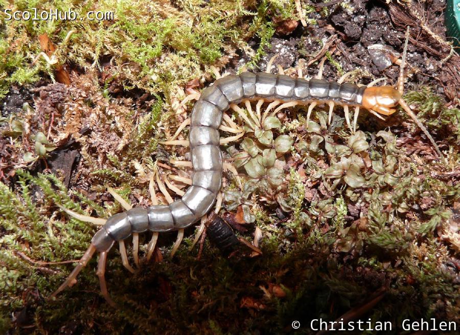 Scolopendra subspinipes "mutilans"