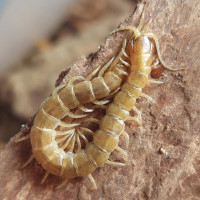 Scolopendra oraniensis