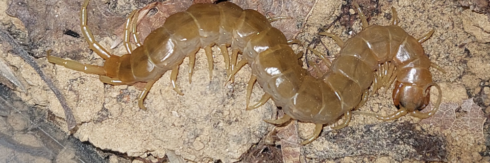 Scolopendra oraniensis