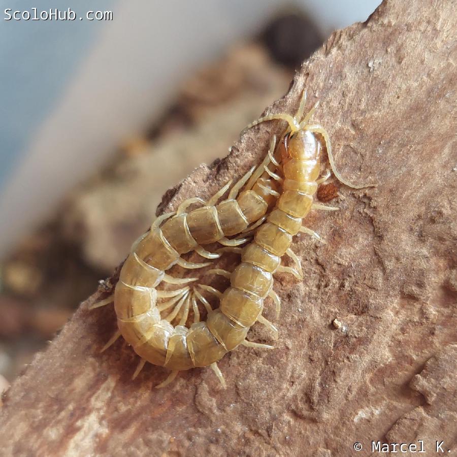 Scolopendra oraniensis