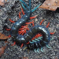 Scolopendra sp. "Malaysian Jewel"