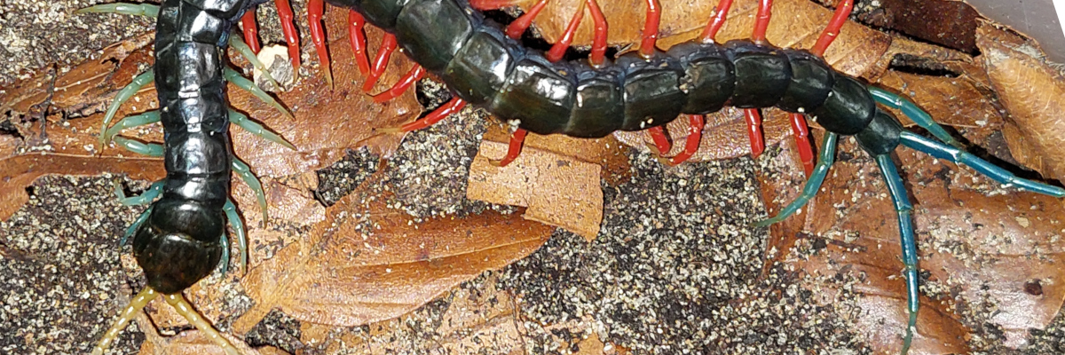 Scolopendra sp. "Malaysian Jewel"