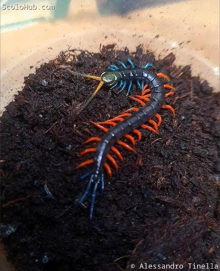 Scolopendra sp. "Malaysian Jewel"