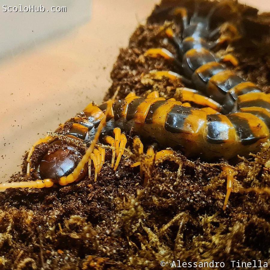 Scolopendra sp. "piceoflava"