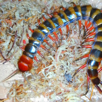 Scolopendra sp. "Toraja Red"