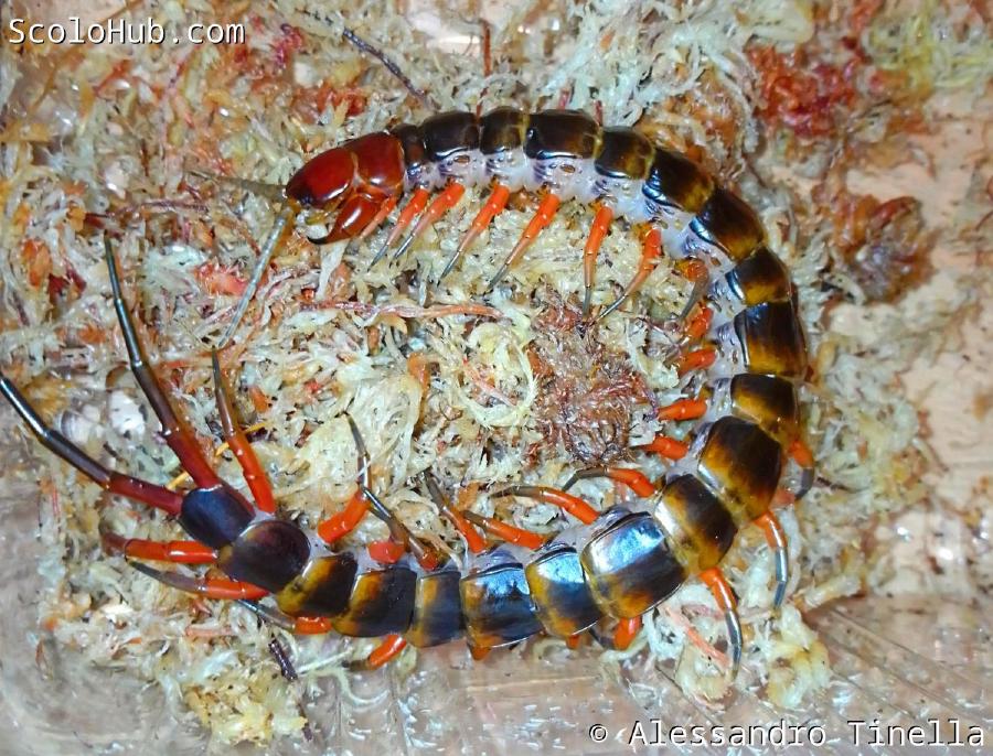 Scolopendra sp. "Toraja Red"