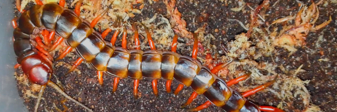 Scolopendra sp. "Toraja Red"