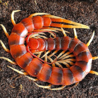 Scolopendra sp. "White Legs"