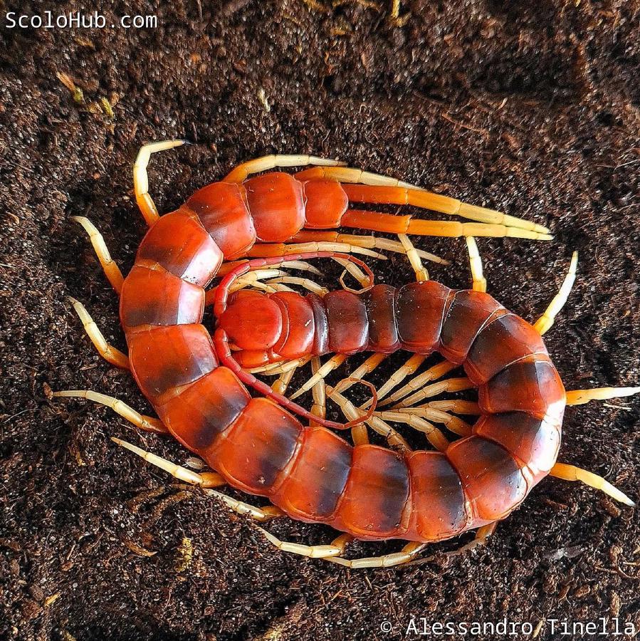 Scolopendra sp. "White Legs"