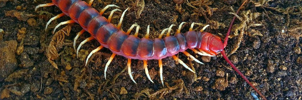 Scolopendra sp "White legs"