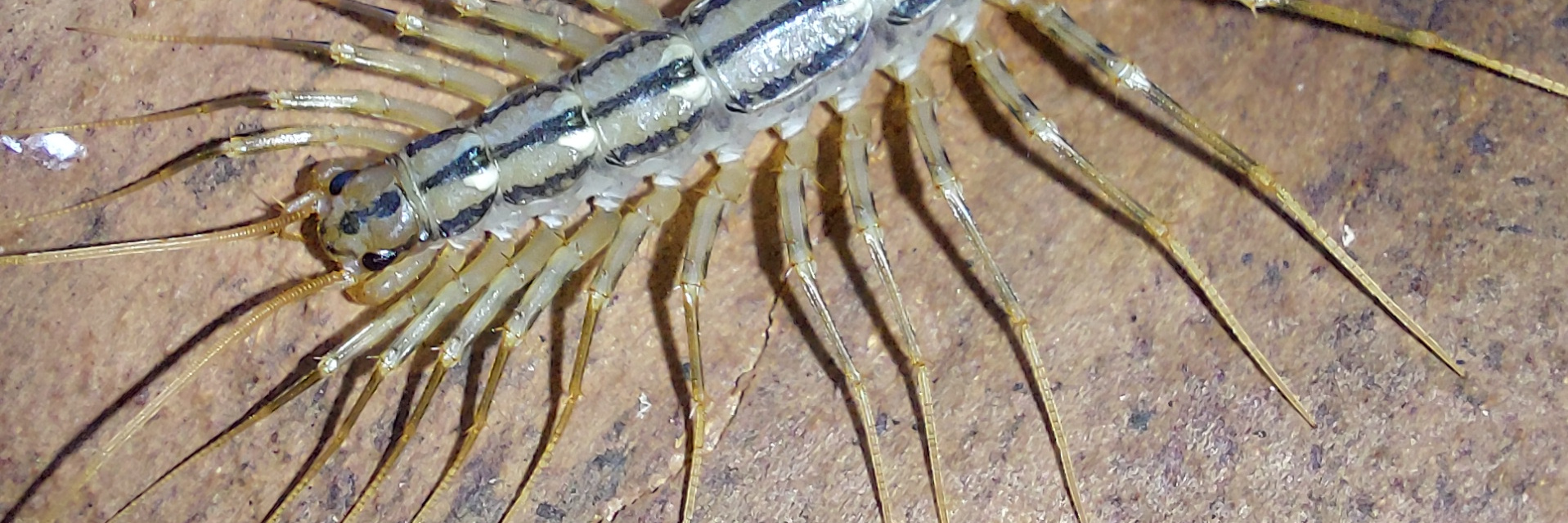 Scutigera coleoptrata