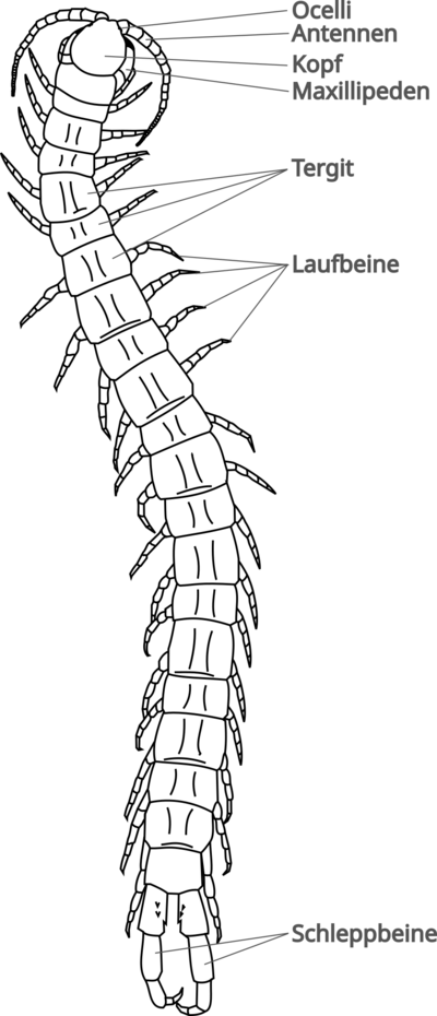 Scolopendra dorsal