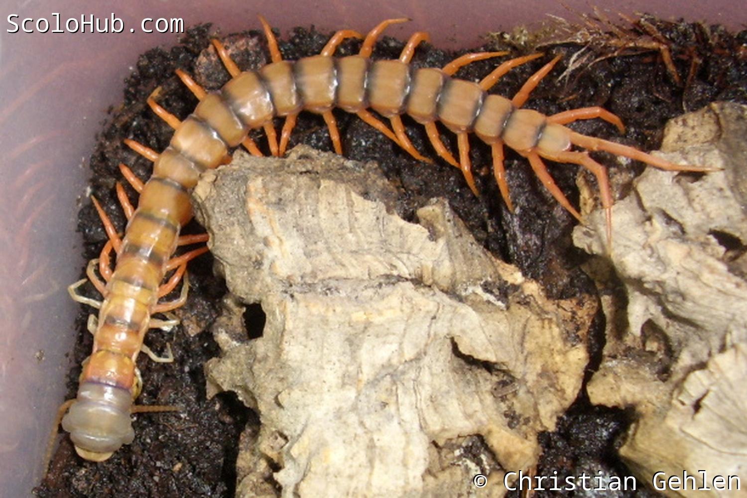 Anfang einer Häutung von Scolopendra dehaani