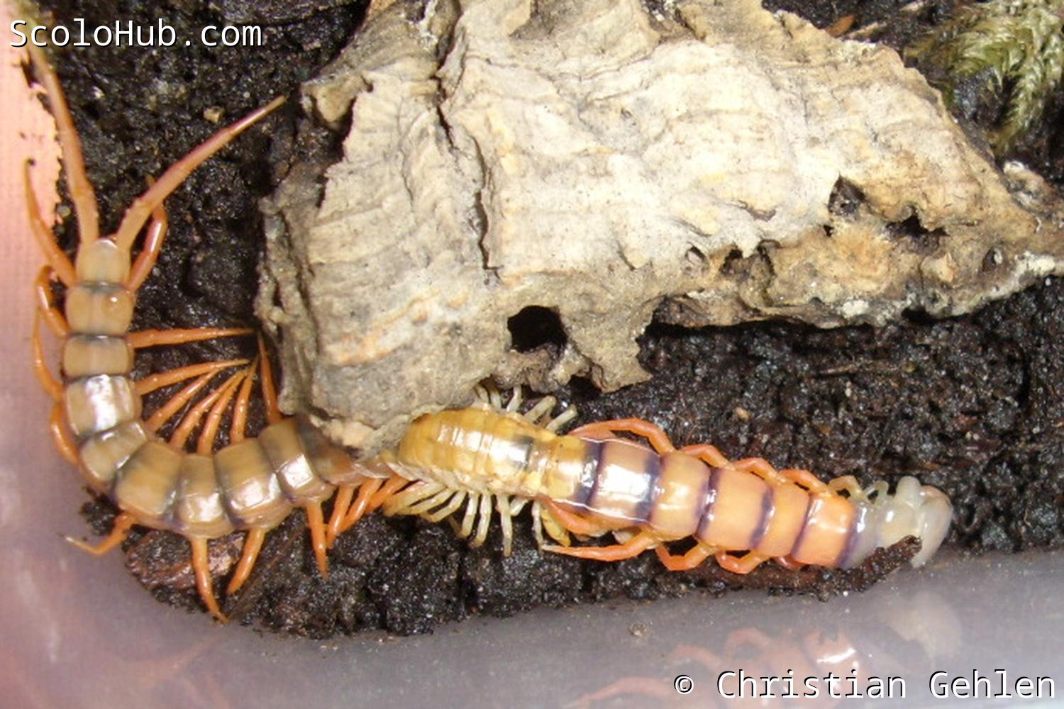 Mitten in der Häutung von Scolopendra dehaani