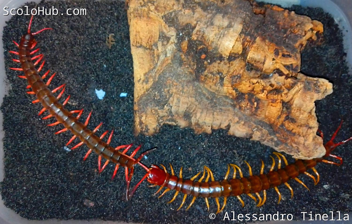 Betrillern bei Kontaktaufnahme von Scolopendra dehaani