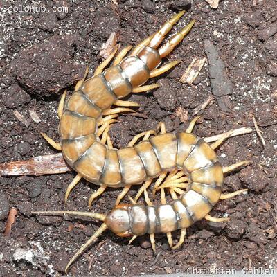 Scolopendra cingulata